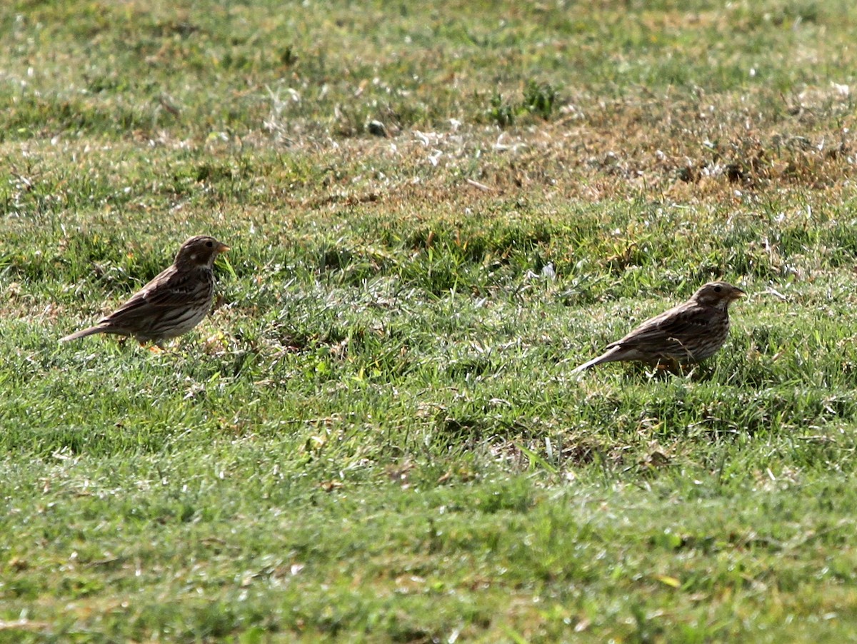 Corn Bunting - ML402907741