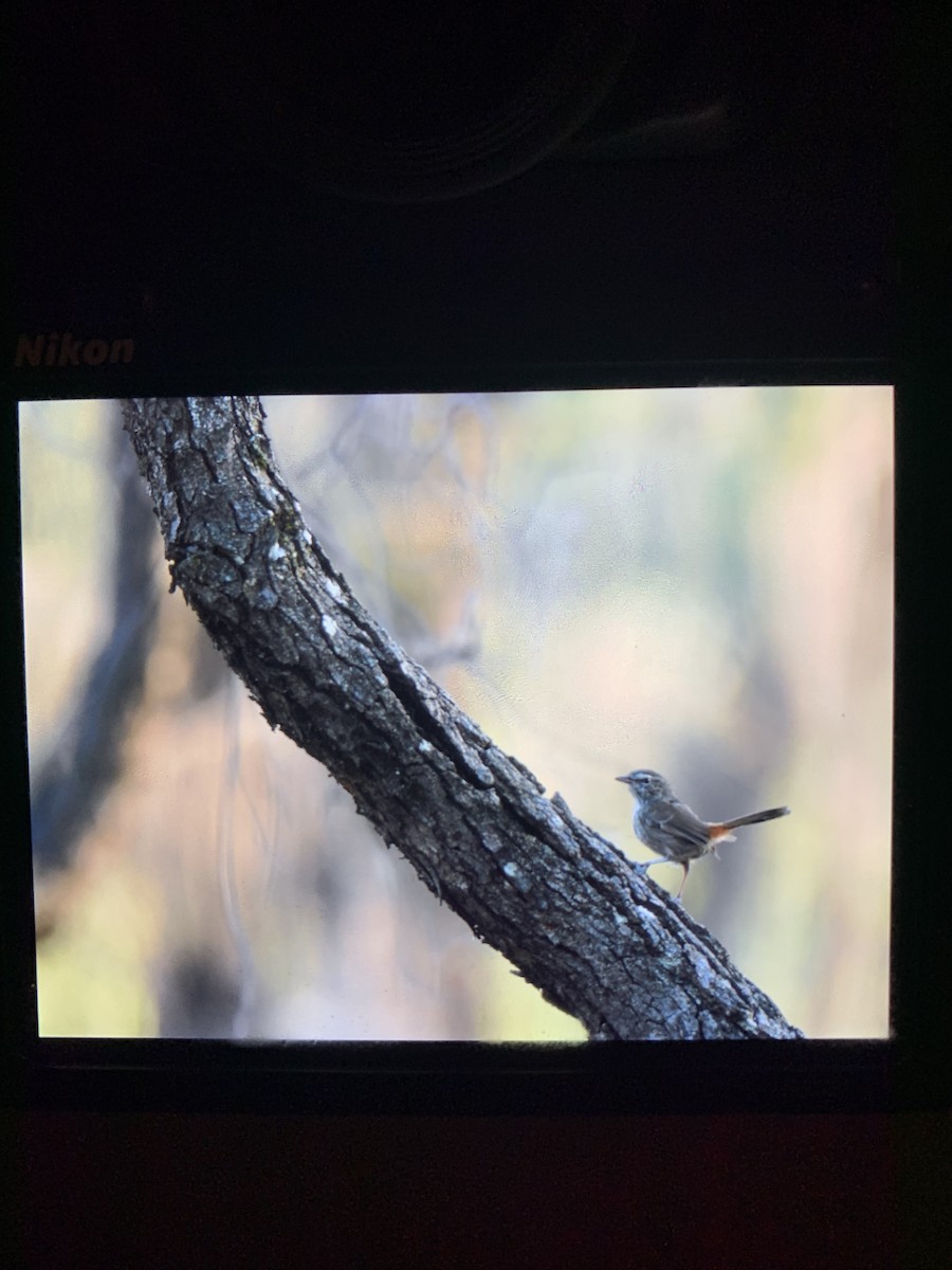 Chestnut-rumped Heathwren - ML402907821