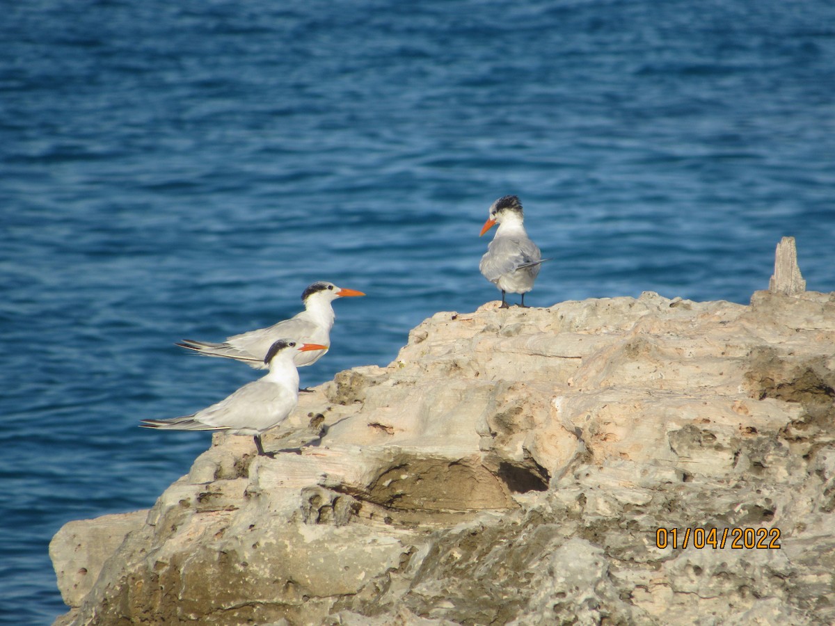 Royal Tern - ML402909091