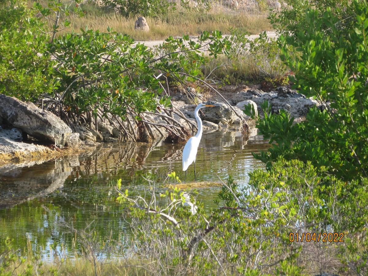 Great Egret - ML402909201