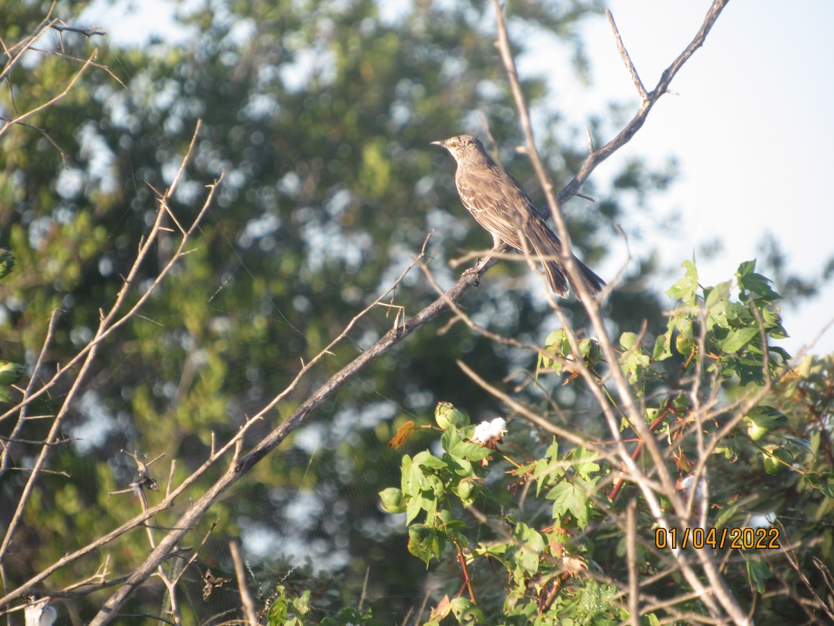 Bahama Mockingbird - ML402909211