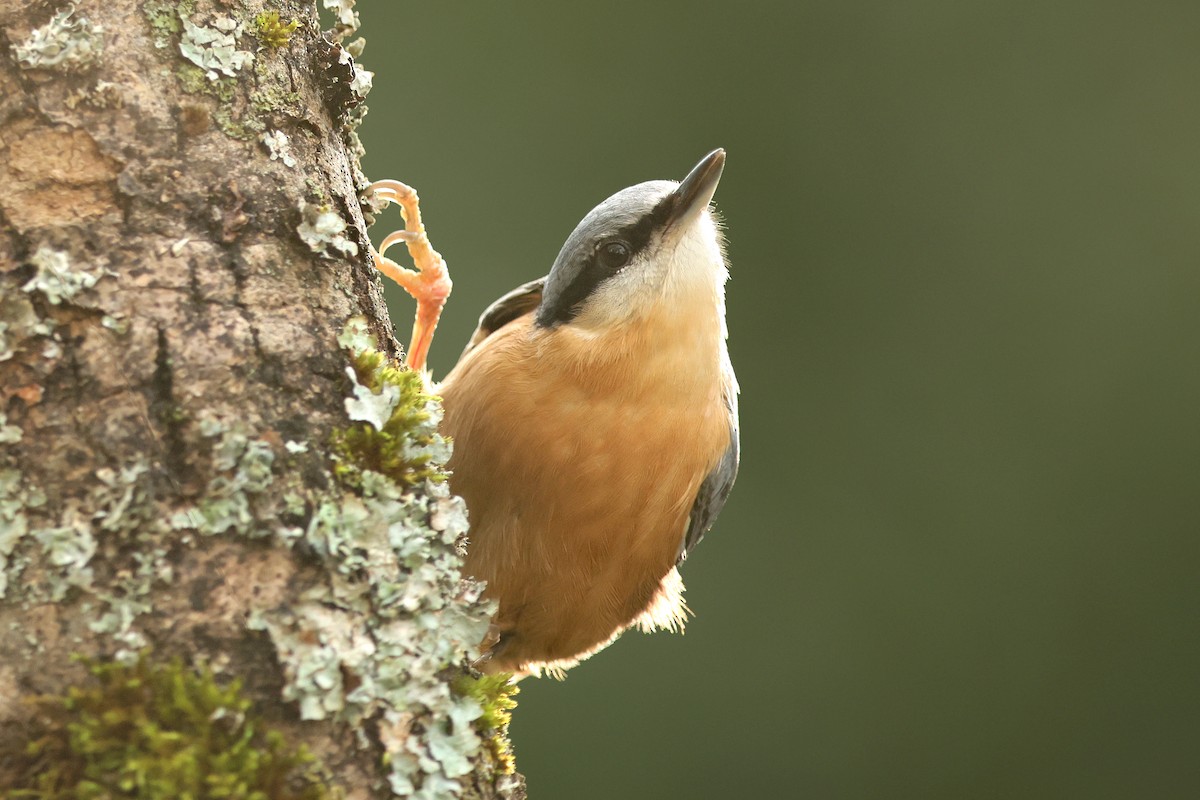 Eurasian Nuthatch - Volker Hesse