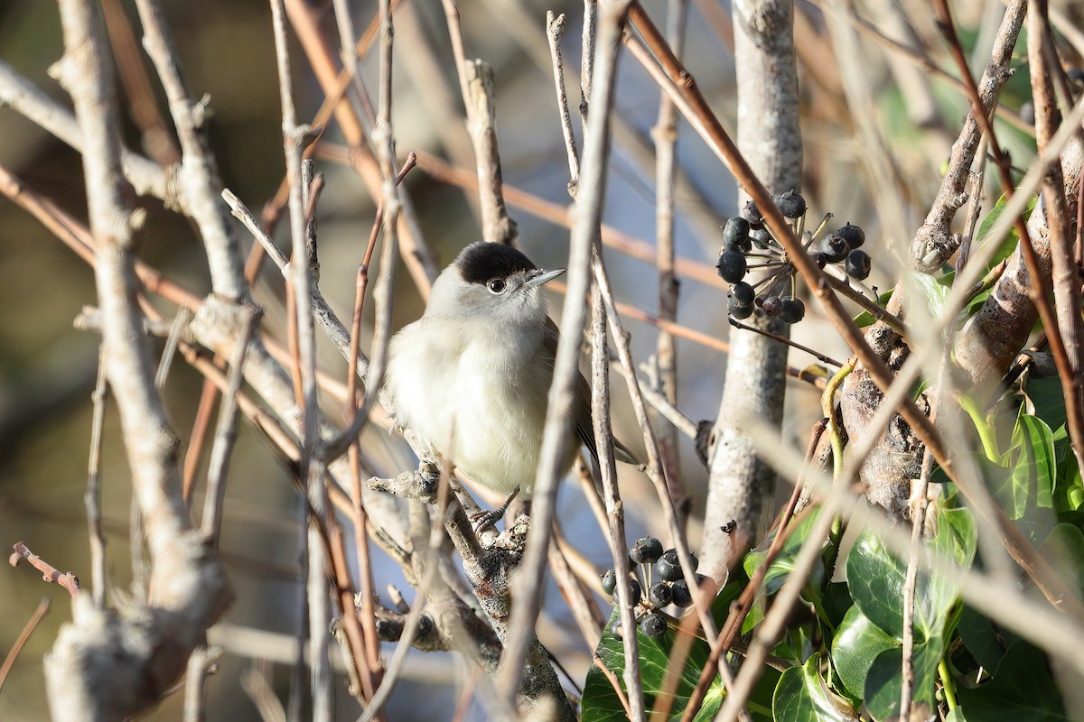 Eurasian Blackcap - ML402909281