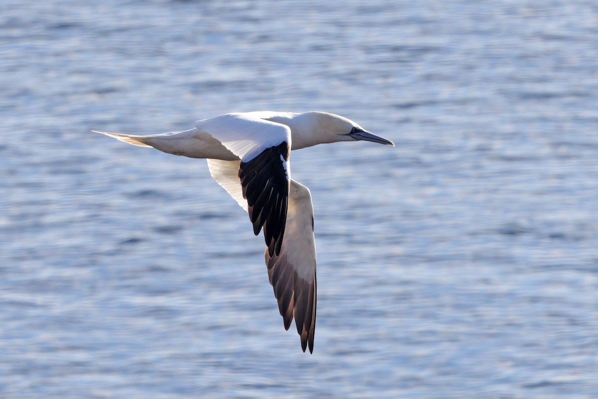 Northern Gannet - ML402909301