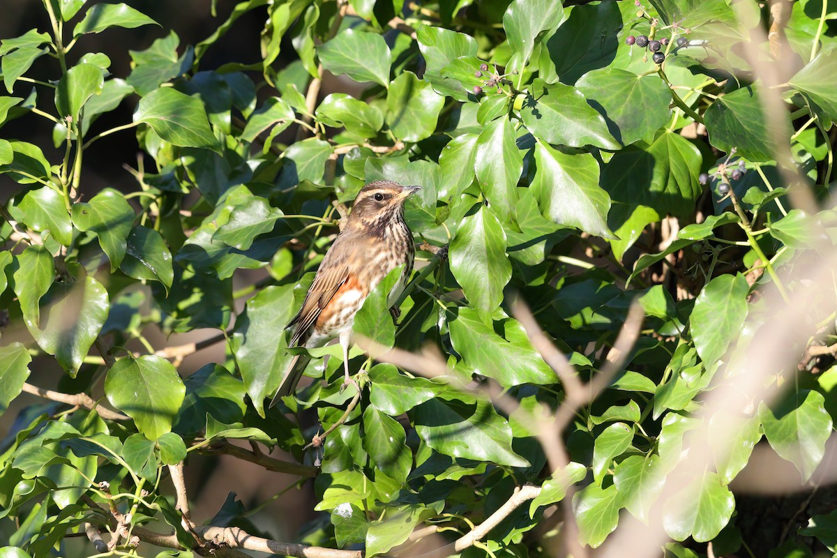 ワキアカツグミ（iliacus） - ML402909371