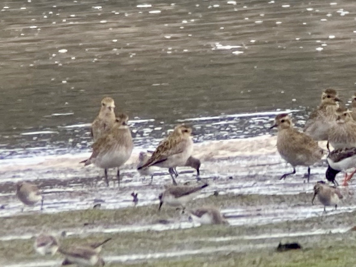 Pacific Golden-Plover - ML402909851