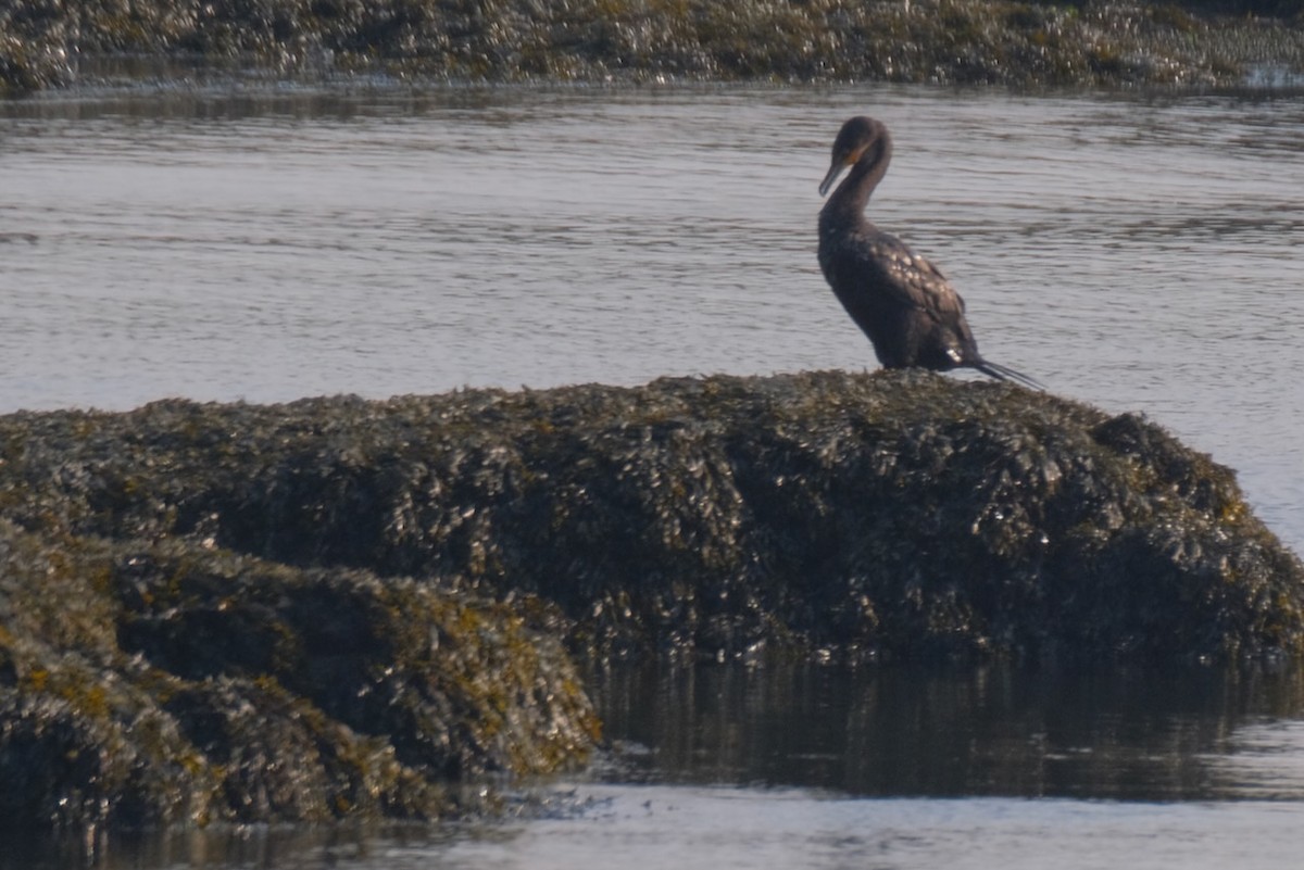 Double-crested Cormorant - ML402910981