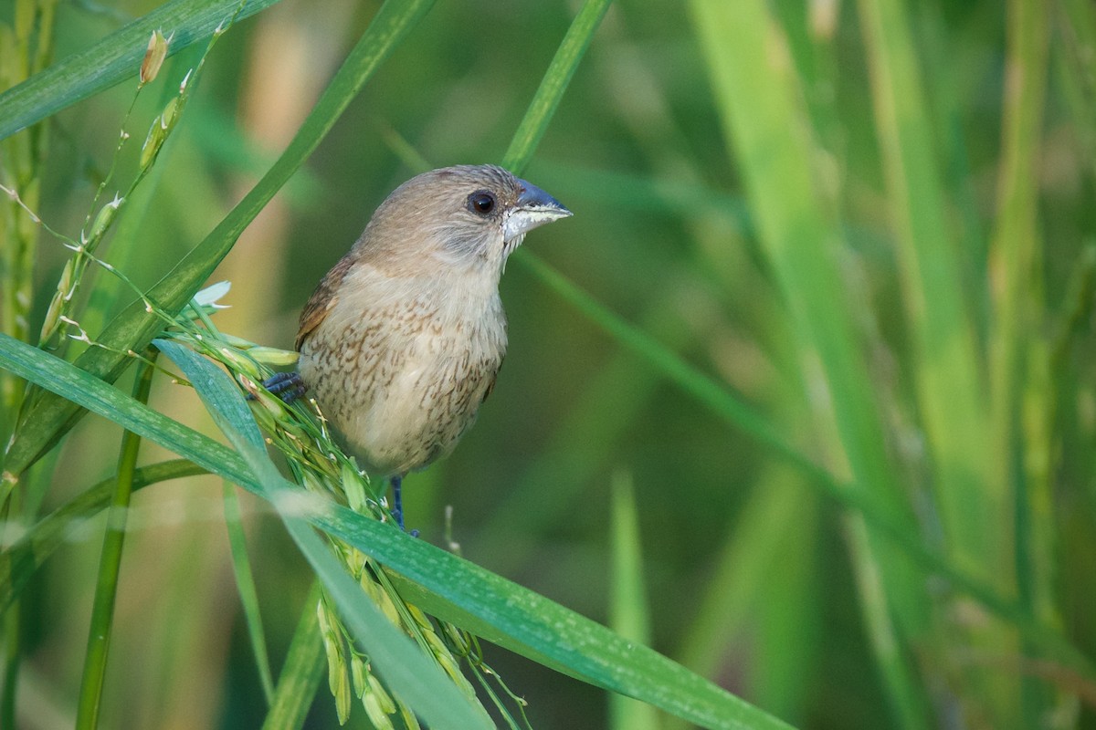 Scaly-breasted Munia (Scaled) - Sam Hambly