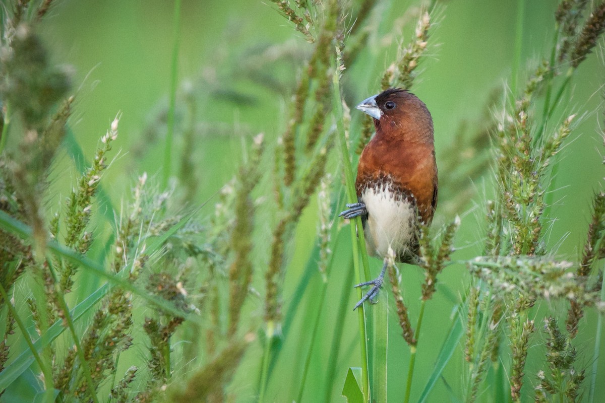 Lonchura sp. - ML402914881