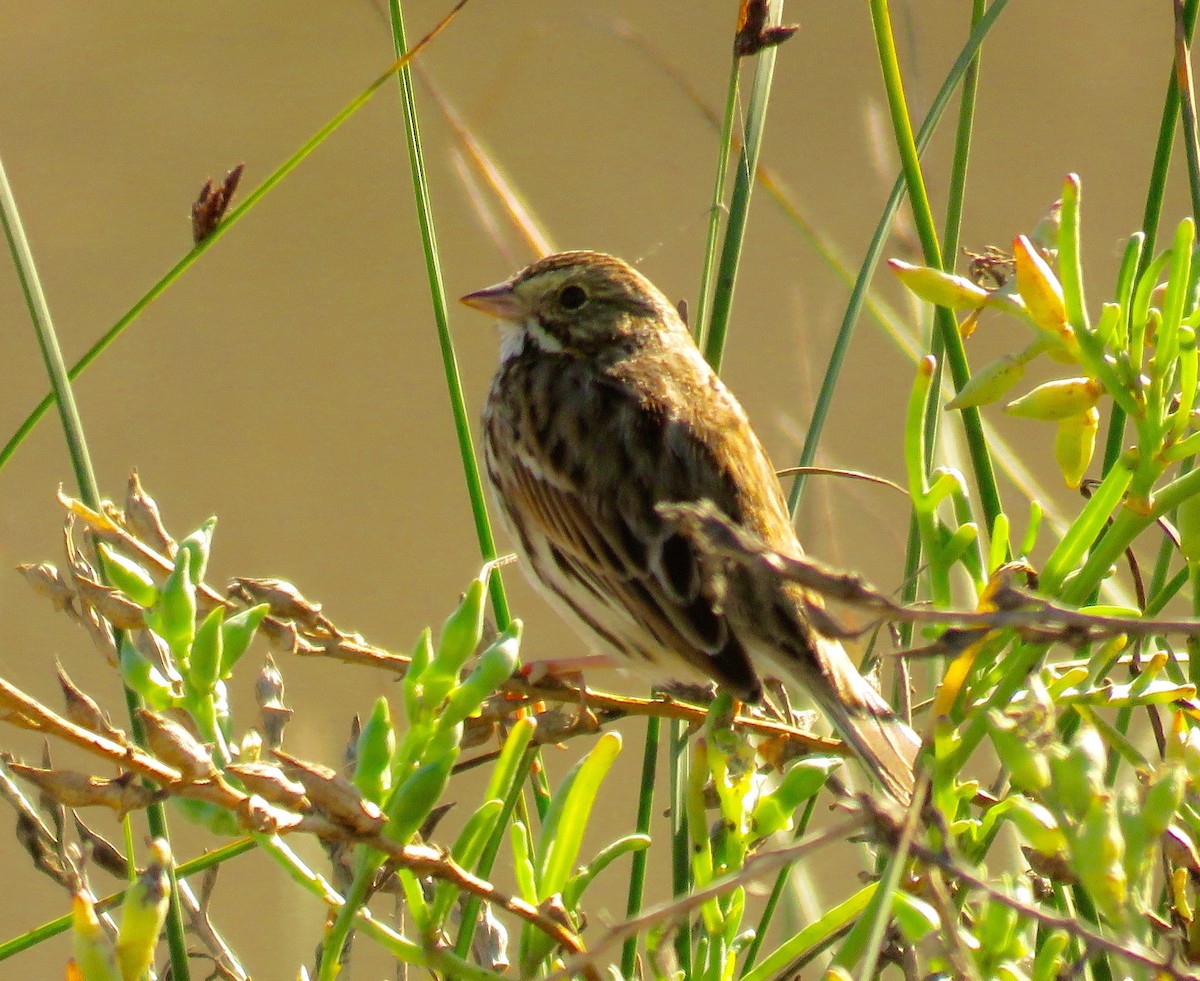 Savannah Sparrow - ML40291511