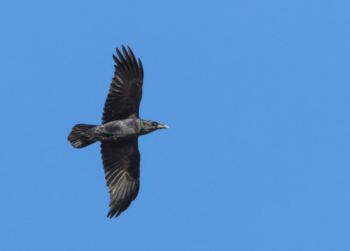 Common Raven - ML402915181