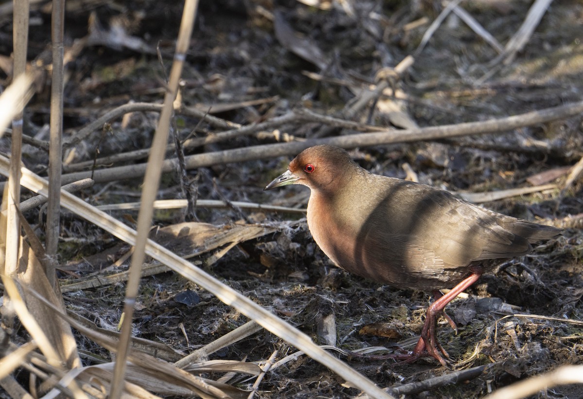 Ruddy-breasted Crake - ML402915511