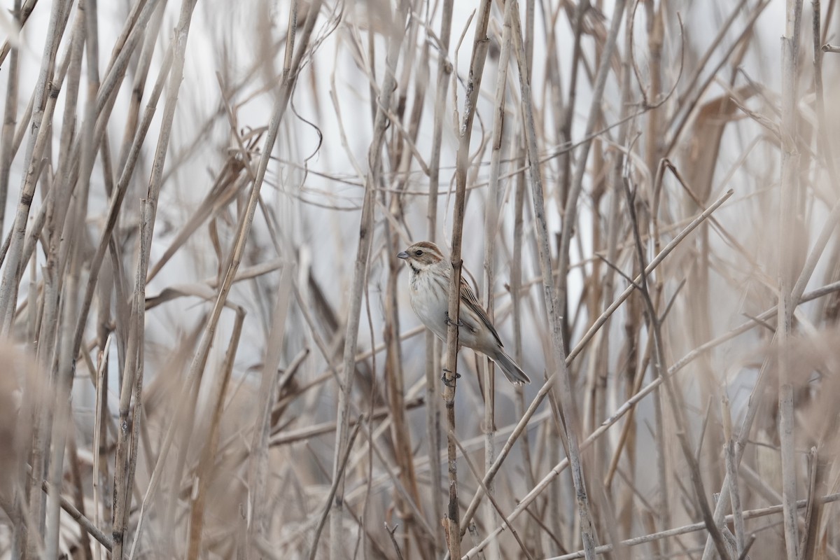 Reed Bunting - ML402915861