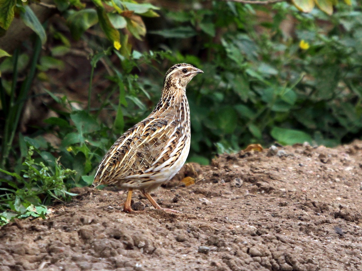 Common Quail - ML402916471