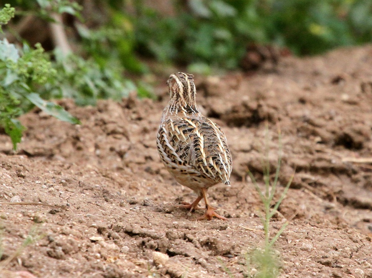 Common Quail - ML402916491