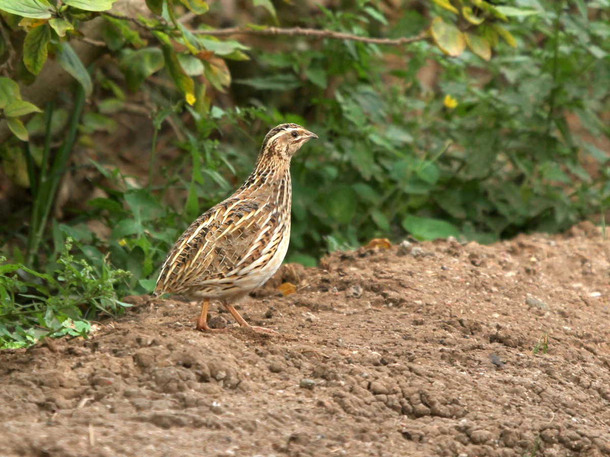 Common Quail - ML402916501