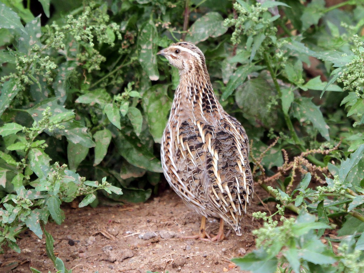 Common Quail - ML402916511