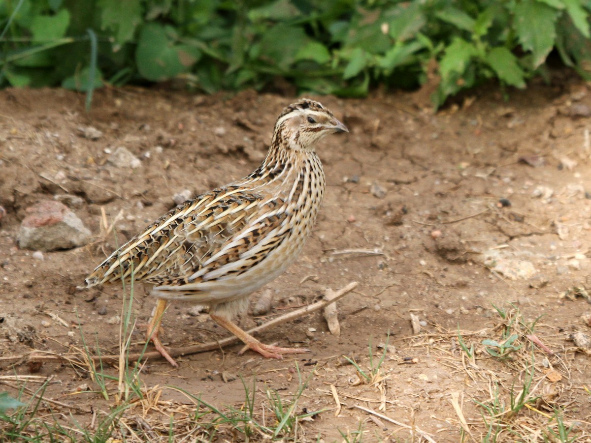 Common Quail - ML402916521