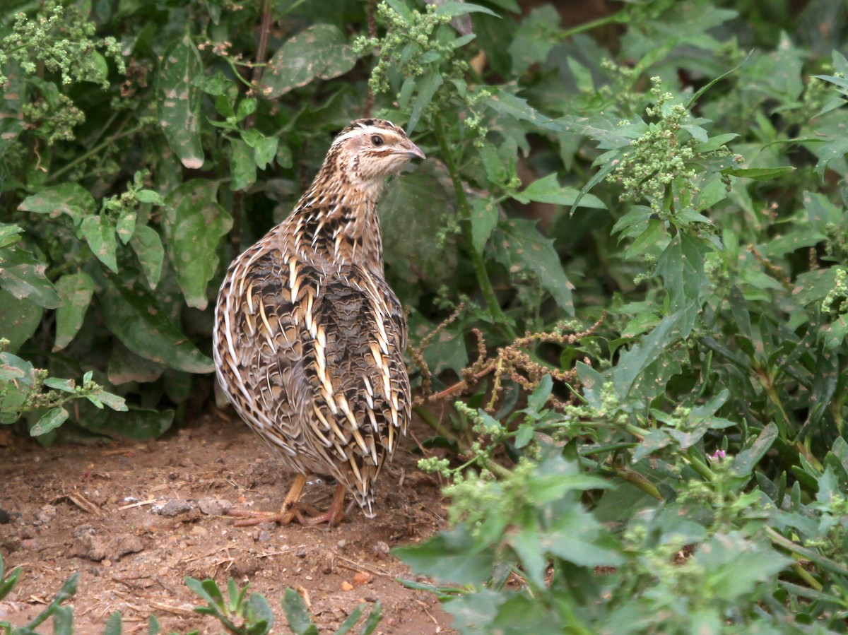 Common Quail - ML402916531