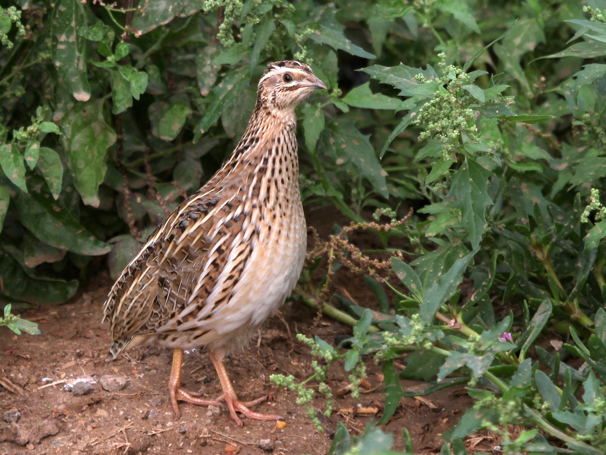 Common Quail - ML402916551