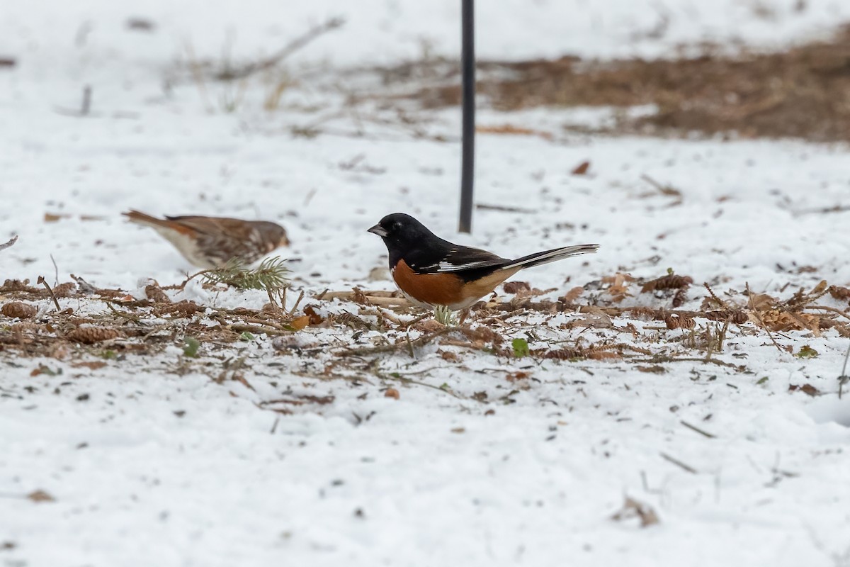 Spotted x Eastern Towhee (hybrid) - ML402917471