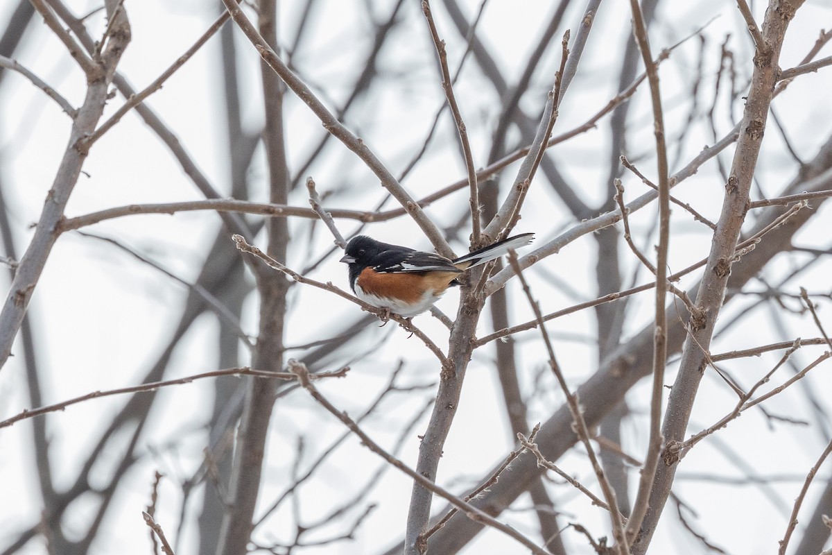 Spotted x Eastern Towhee (hybrid) - ML402917481