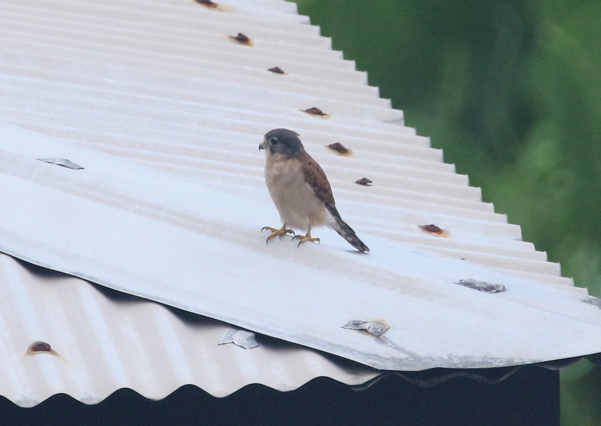 Seychelles Kestrel - ML402918141