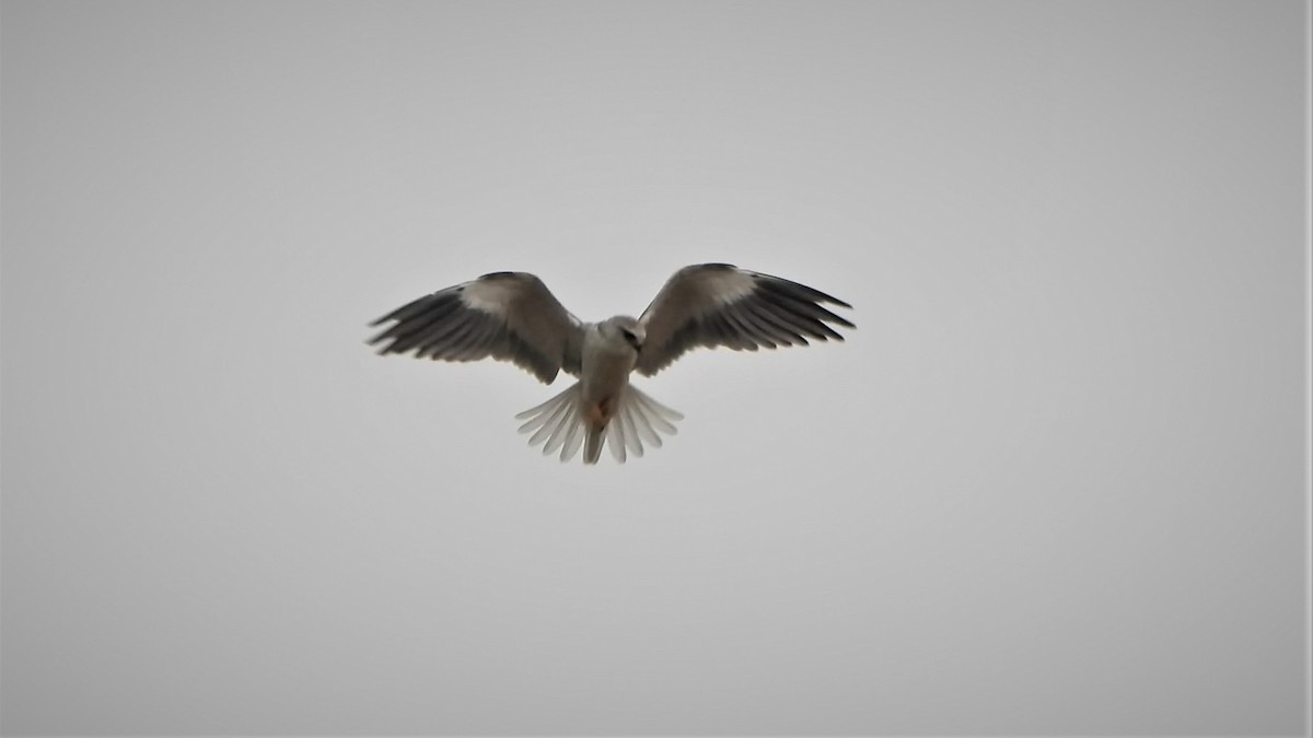 Black-winged Kite - Girish Chhatpar