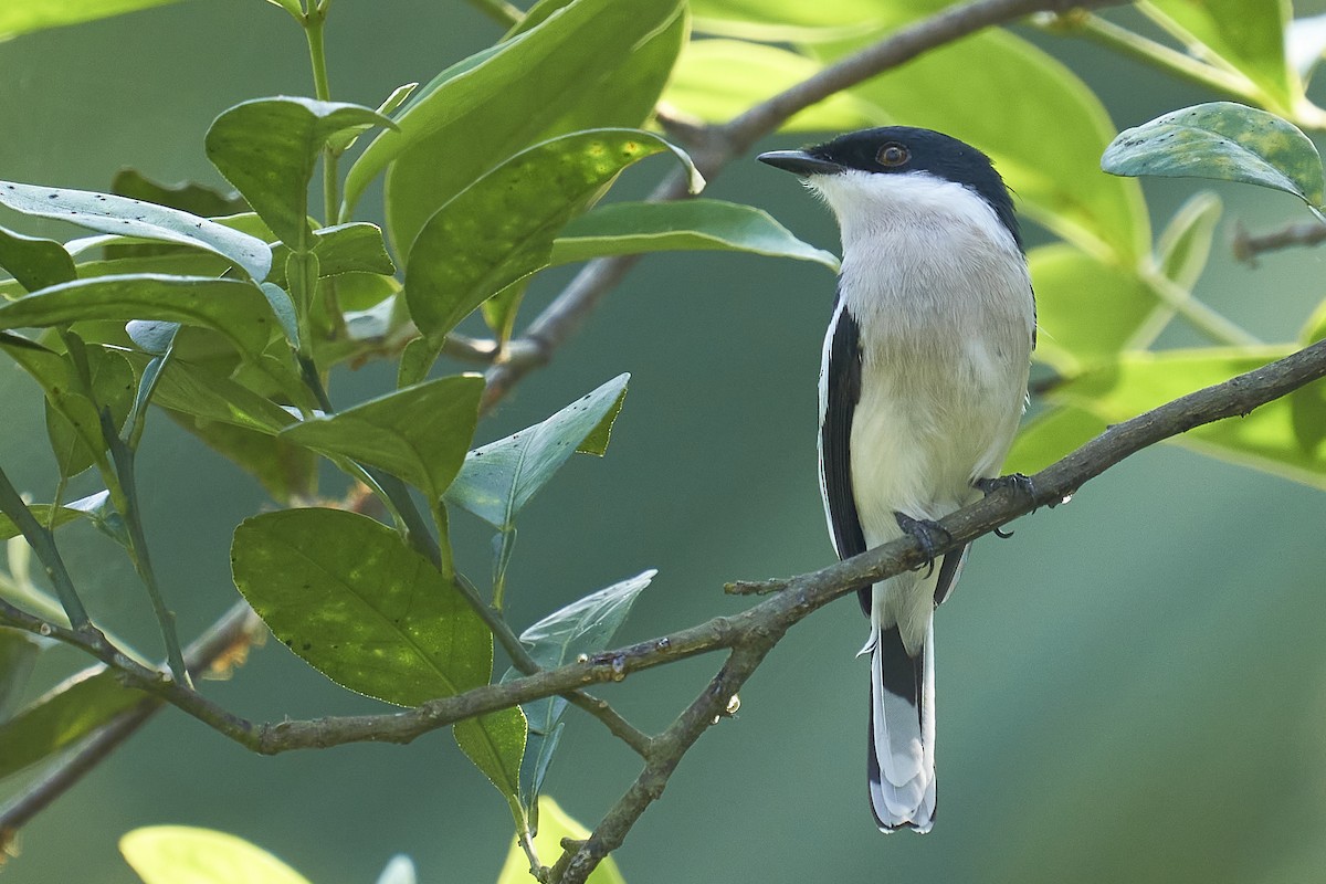 Bar-winged Flycatcher-shrike - Raghavendra  Pai