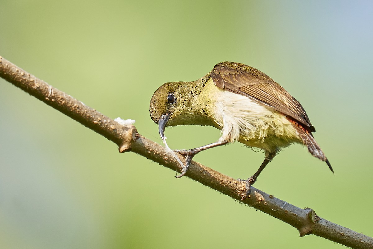 Crimson-backed Sunbird - ML402919691