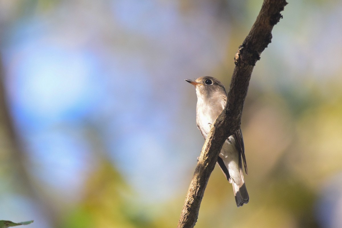 Asian Brown Flycatcher - ML402919841