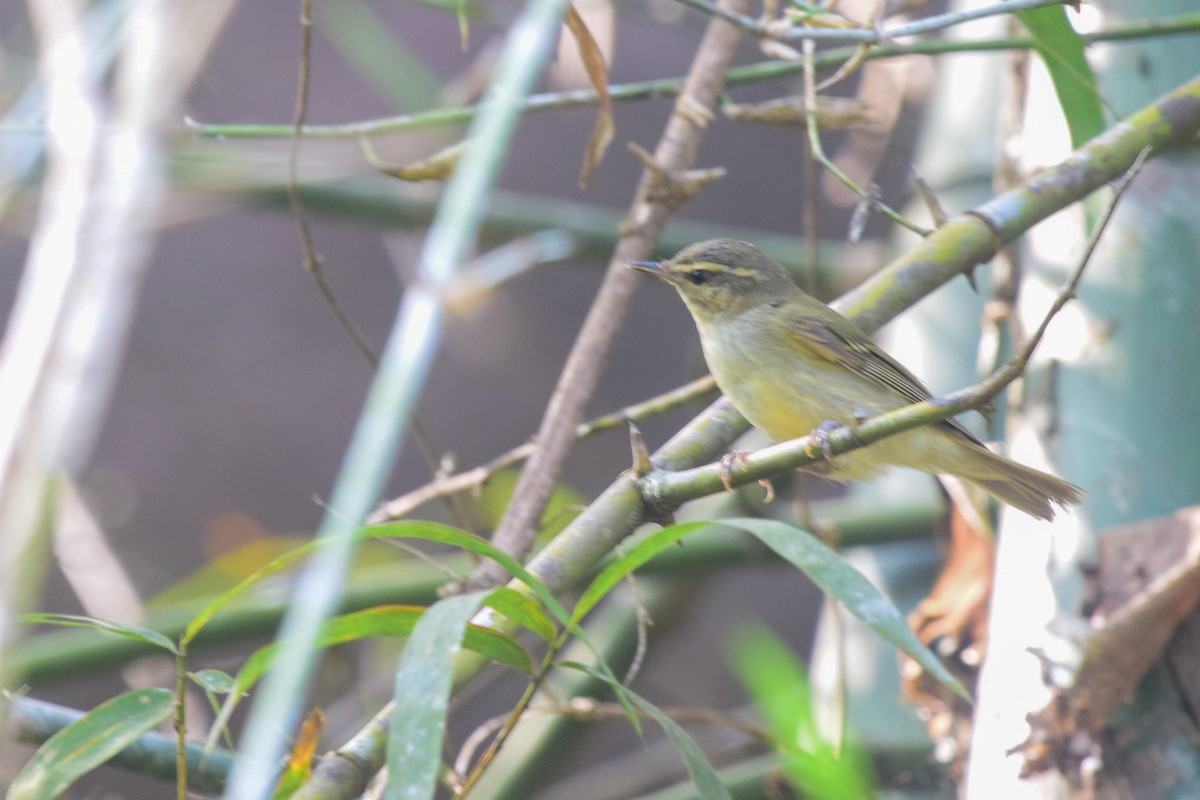 Large-billed Leaf Warbler - ML402919961