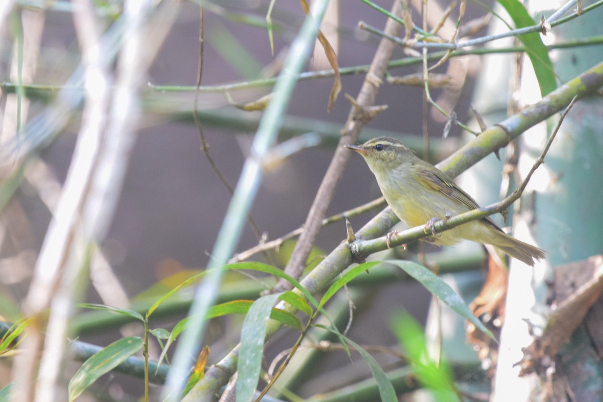 Large-billed Leaf Warbler - Ashfaq Muhammed