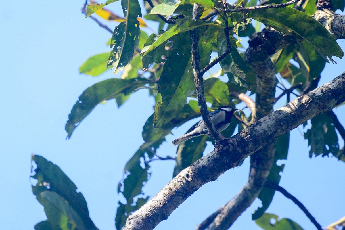 Cinereous Tit - ML402920051