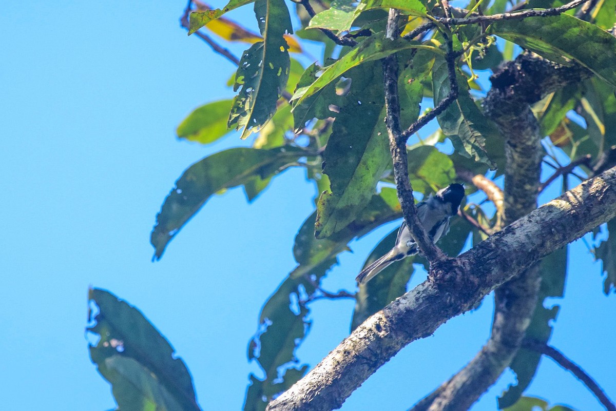 Cinereous Tit - ML402920061