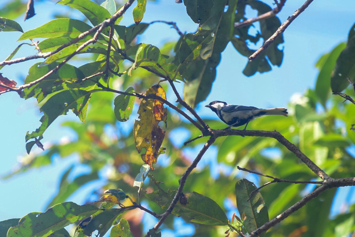 Cinereous Tit - ML402920071