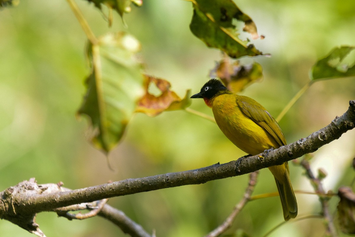 Flame-throated Bulbul - ML402920161