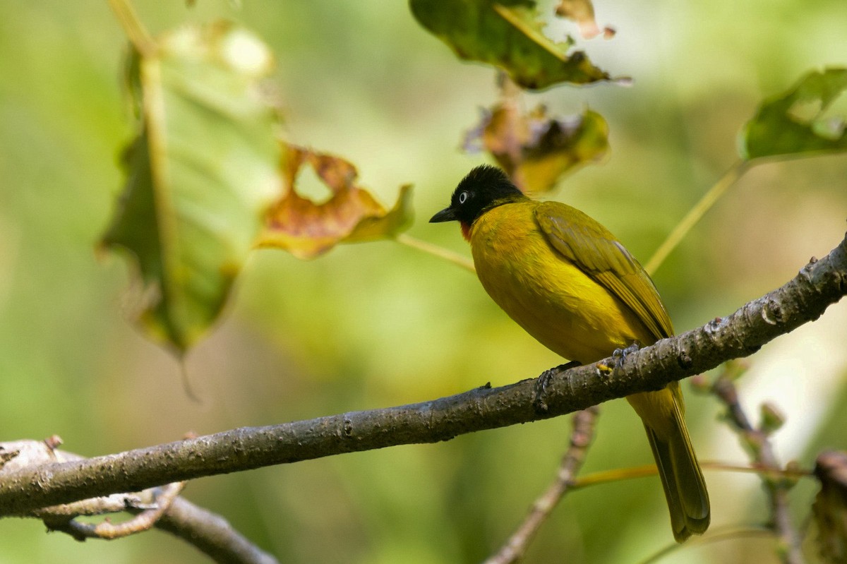 Flame-throated Bulbul - ML402920171