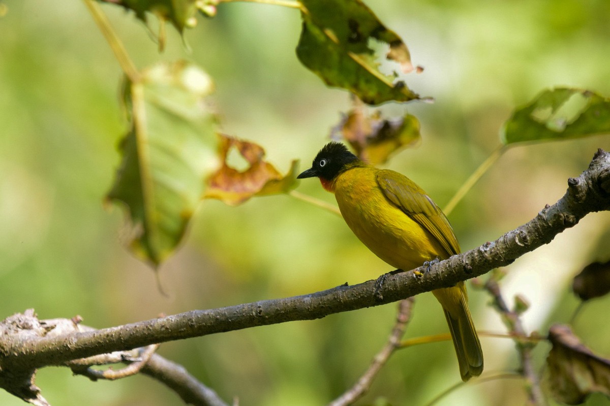 Flame-throated Bulbul - ML402920191