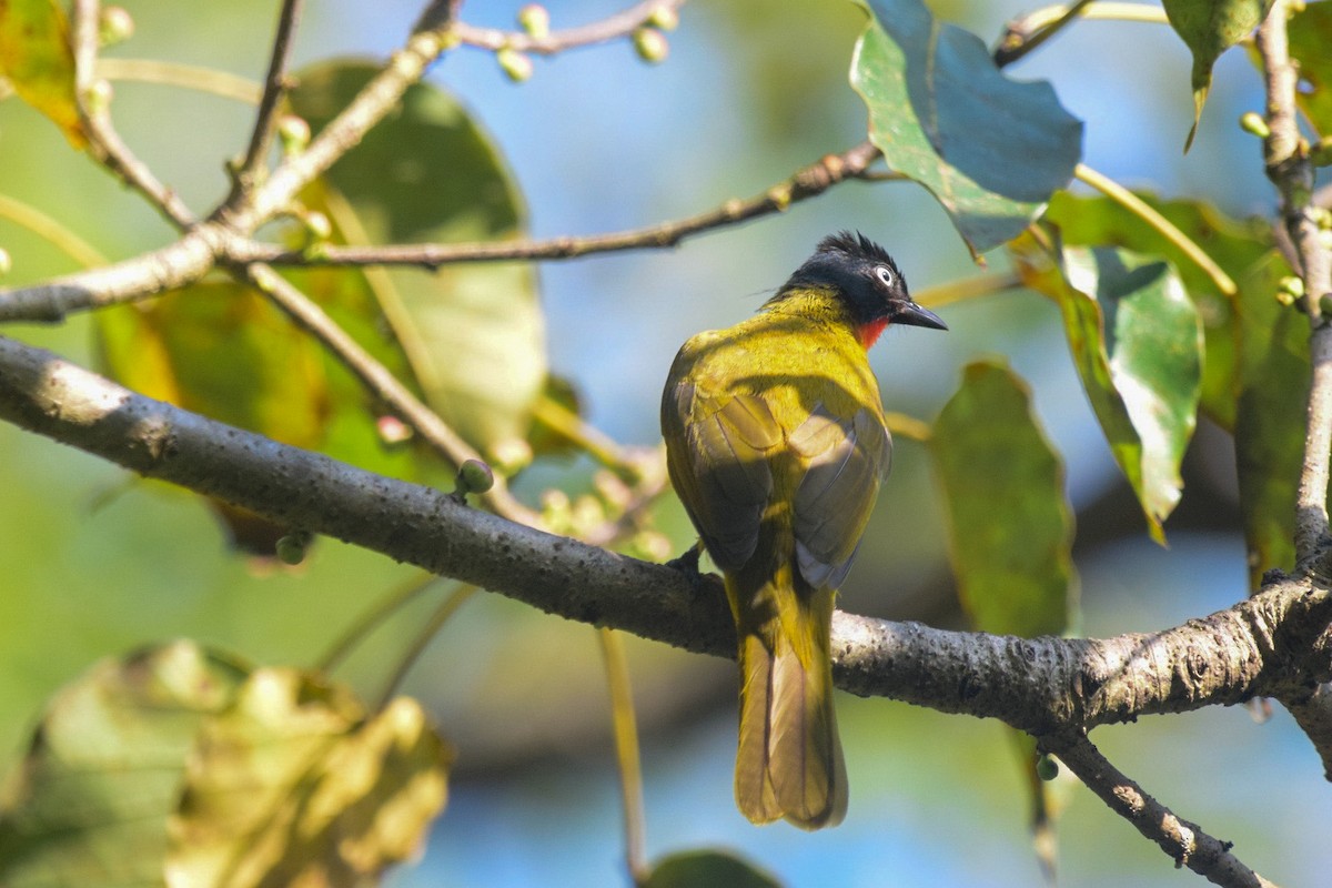 Flame-throated Bulbul - ML402920211