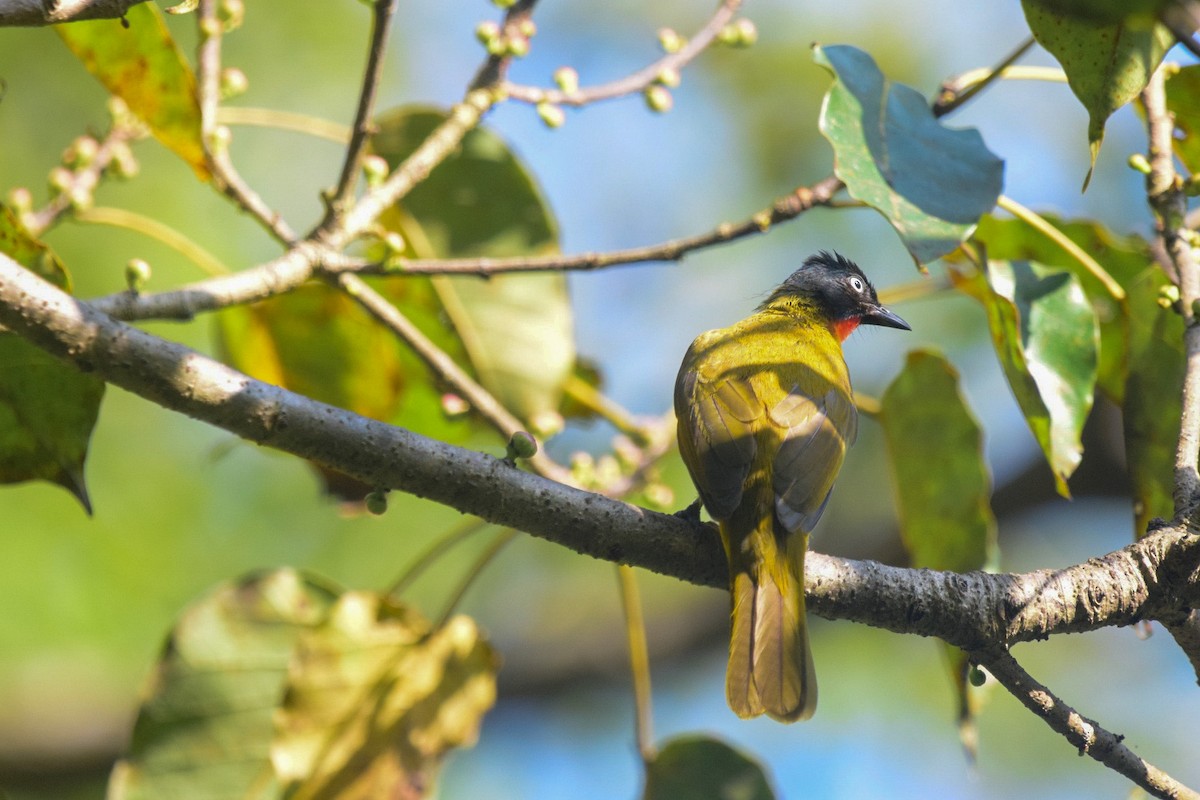 Flame-throated Bulbul - Ashfaq Muhammed