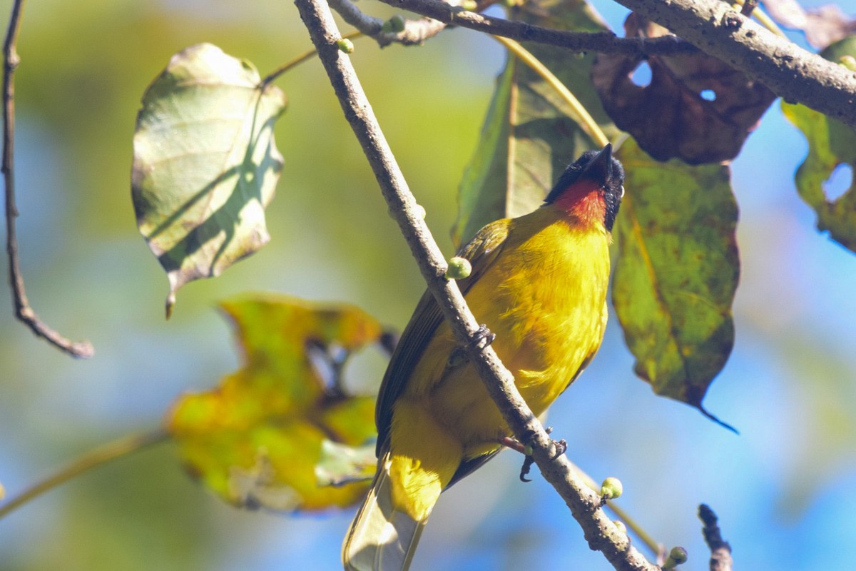 Flame-throated Bulbul - ML402920271