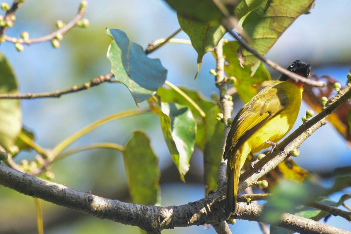 Flame-throated Bulbul - Ashfaq Muhammed