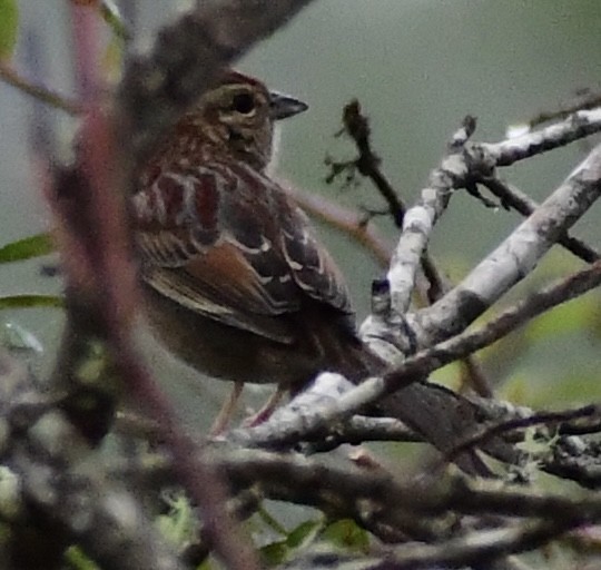 Bachman's Sparrow - ML402920581