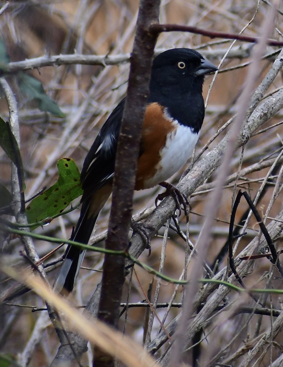 Eastern Towhee - ML402920601