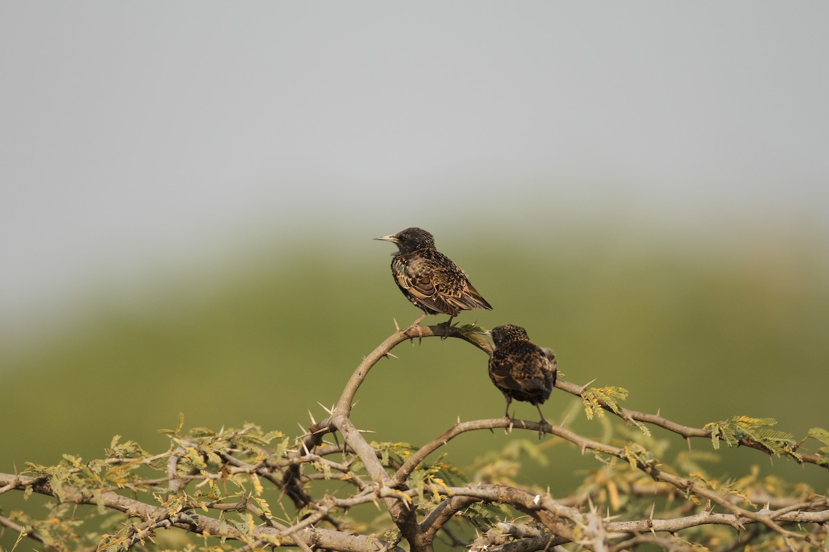 European Starling - ML402920771