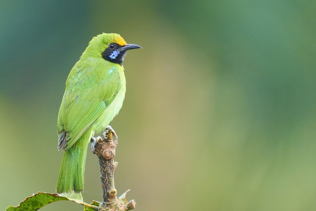 Golden-fronted Leafbird - ML402921581