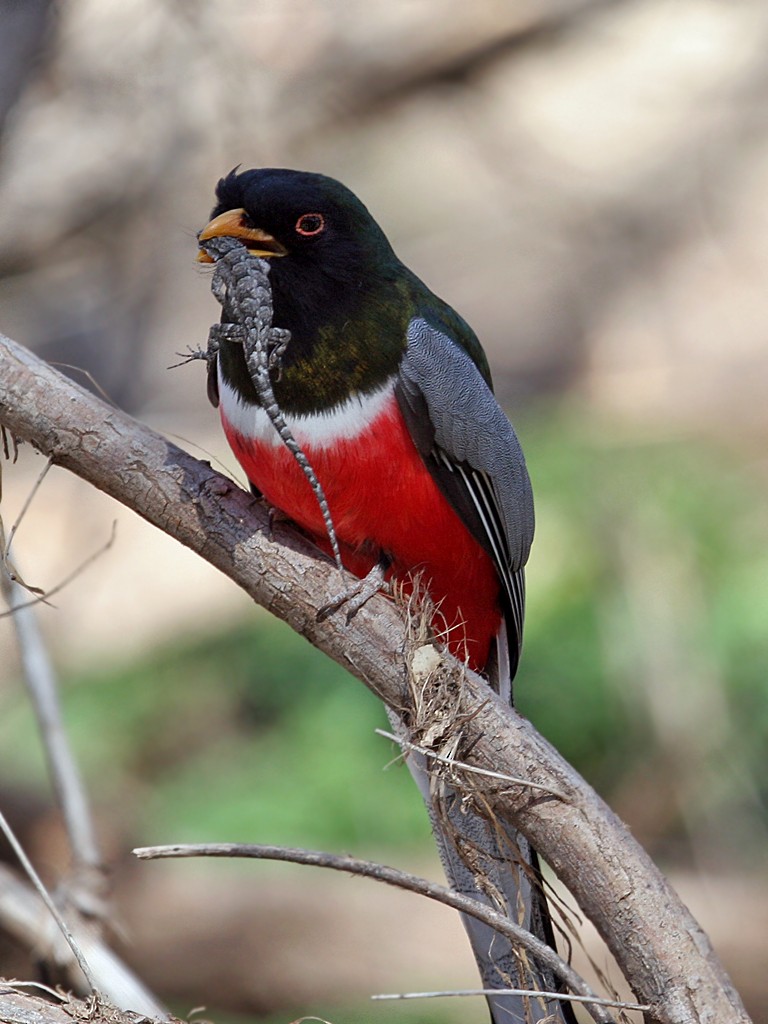 Elegant Trogon - ML40292201