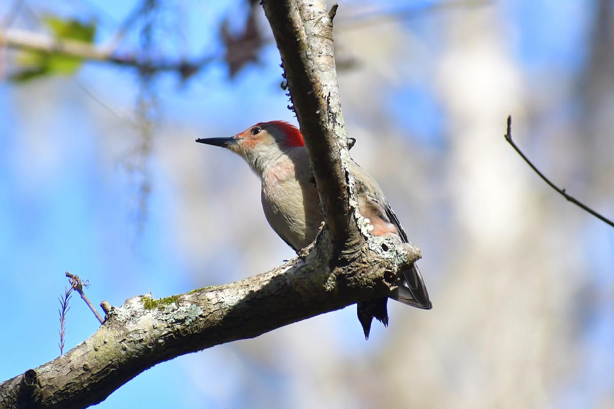 Red-bellied Woodpecker - Leesa Brown