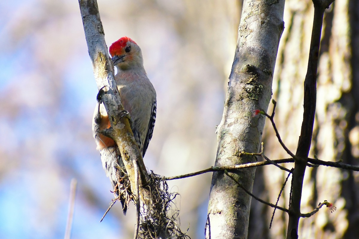 Red-bellied Woodpecker - Leesa Brown